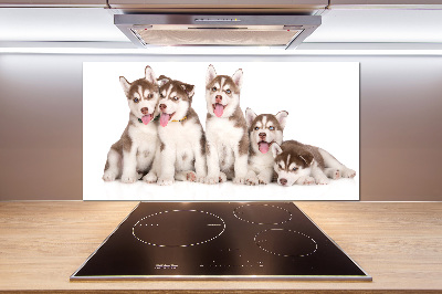 Panel do kuchyně Štěňata Husky