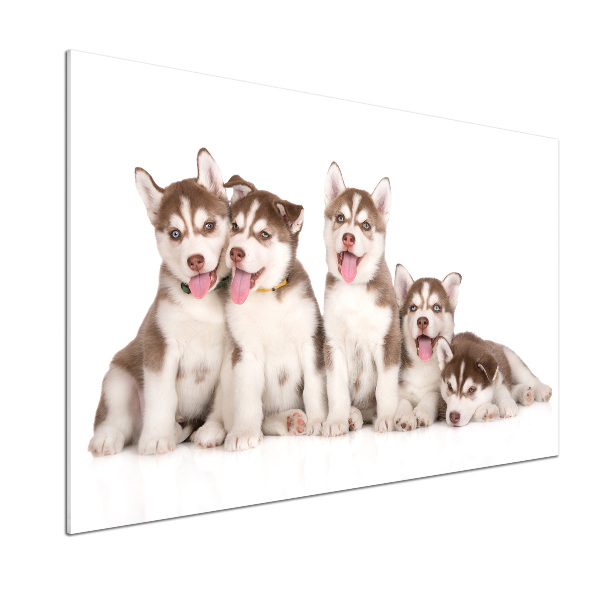 Panel do kuchyně Štěňata Husky