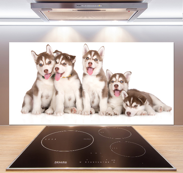 Panel do kuchyně Štěňata Husky