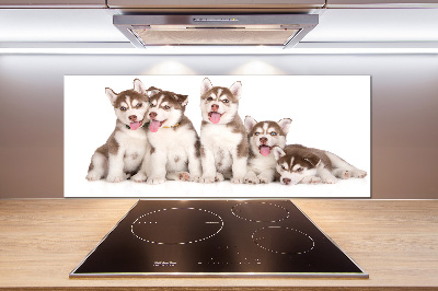 Panel do kuchyně Štěňata Husky