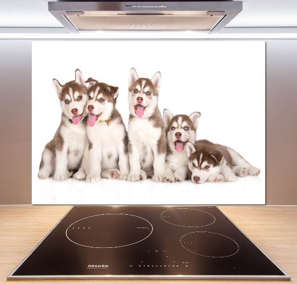 Panel do kuchyně Štěňata Husky