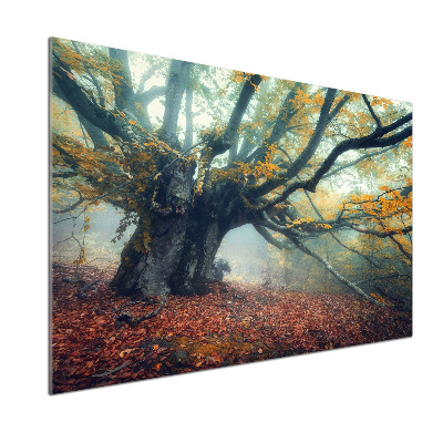 Dekorační panel sklo Starý strom