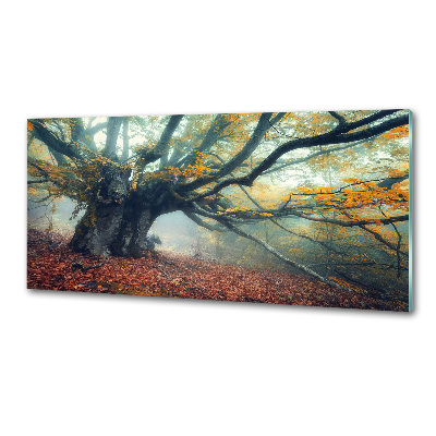 Dekorační panel sklo Starý strom