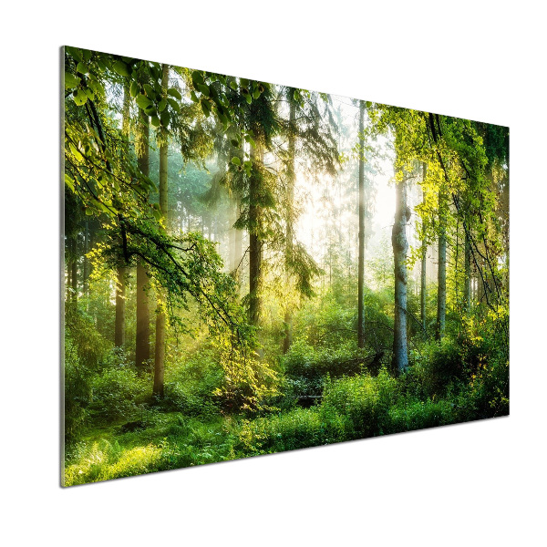 Panel do kuchyně Ranní slunce les