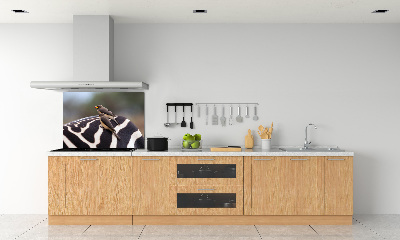 Panel do kuchyně Ptáci a zebra