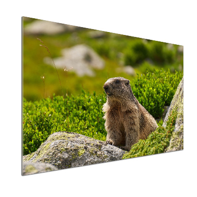 Panel do kuchyně Svišťa Tatry