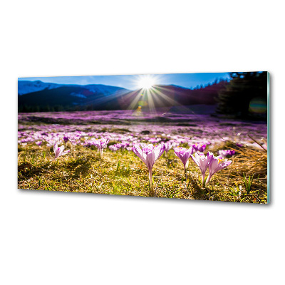 Panel do kuchyně Krokusy na poli