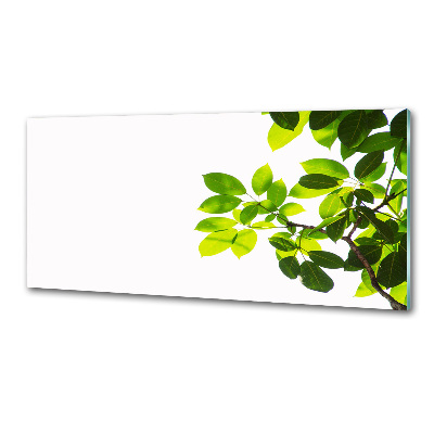 Skleněný panel do kuchyně Listí