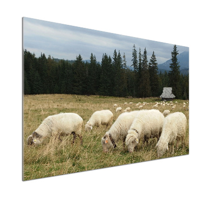 Panel do kuchyně Pasící se ovce