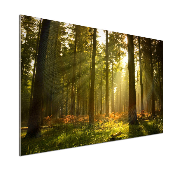 Dekorační panel sklo Les slunce