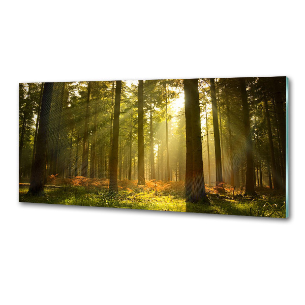 Dekorační panel sklo Les slunce