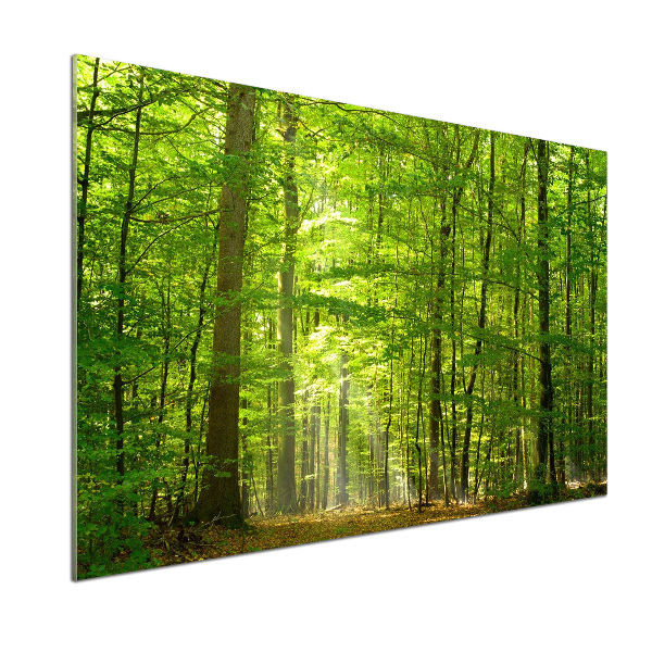 Panel do kuchyně Listnatý strom