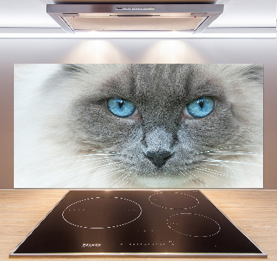 Panel lacobel Kočka modré oči