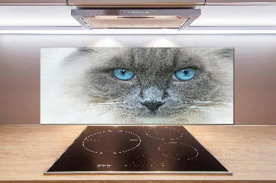 Panel lacobel Kočka modré oči