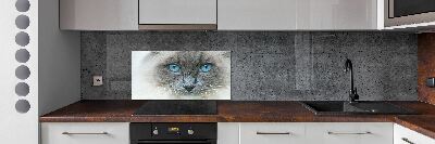Panel lacobel Kočka modré oči