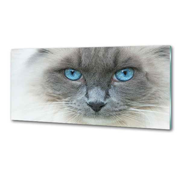 Panel lacobel Kočka modré oči