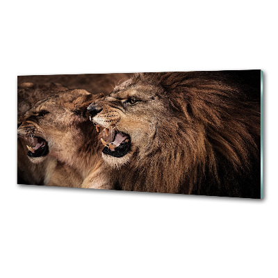 Dekorační panel sklo Řvoucí lvi