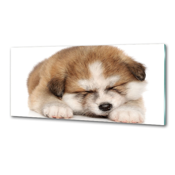 Panel do kuchyně Štěně Akita