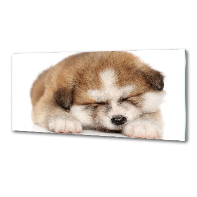Panel do kuchyně Štěně Akita