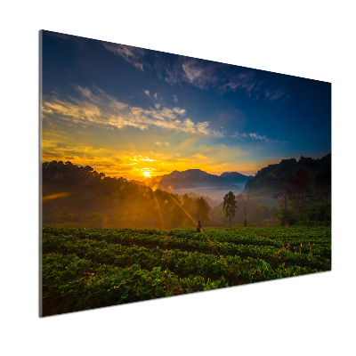 Panel do kuchyně Čajová plantáž