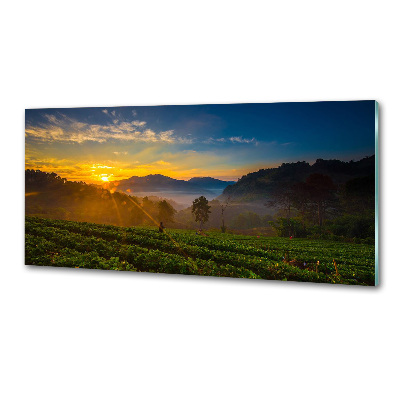 Panel do kuchyně Čajová plantáž
