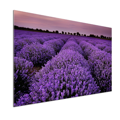 Dekorační panel sklo Pole levandule