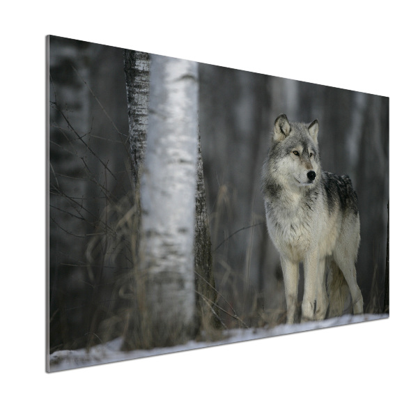 Dekorační panel sklo Šedý vlk
