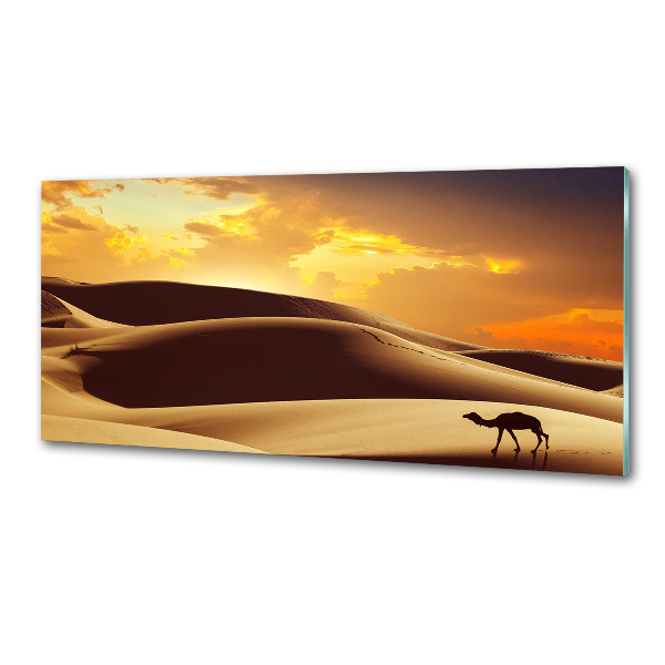 Panel do kuchyně Velbloud Sahara