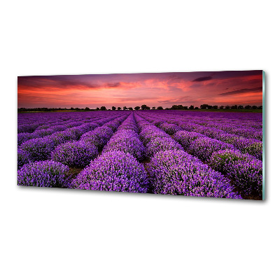Dekorační panel sklo Pole levandule