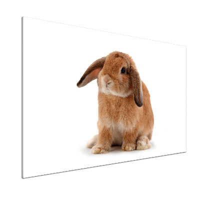 Dekorační panel sklo Červený králík
