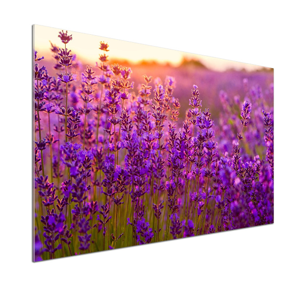 Dekorační panel sklo Pole levandule