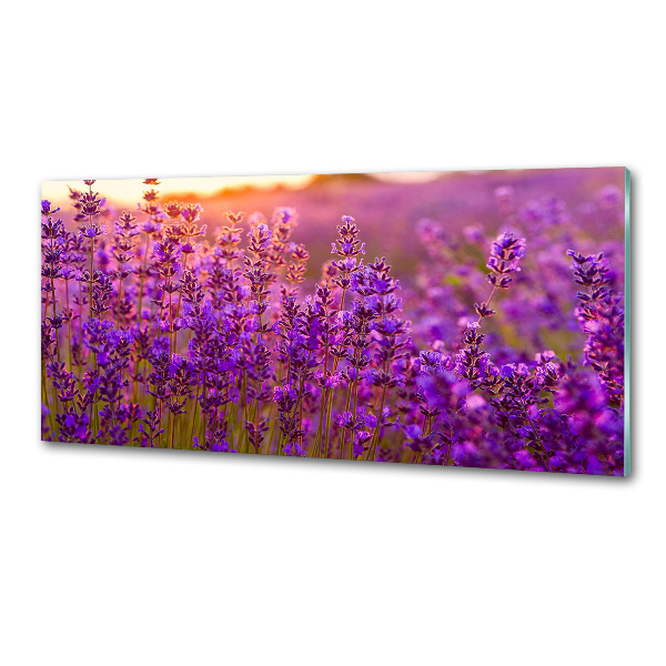 Dekorační panel sklo Pole levandule