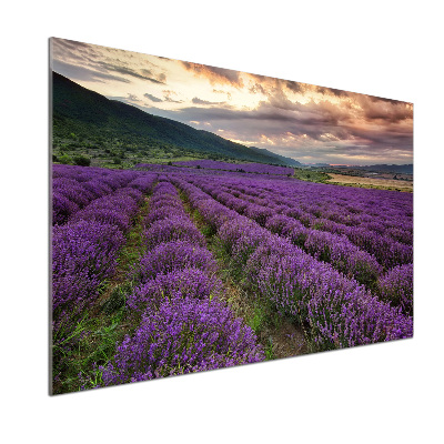 Dekorační panel sklo Pole levandule