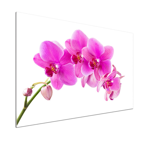Panel do kuchyně Růžová orchidej