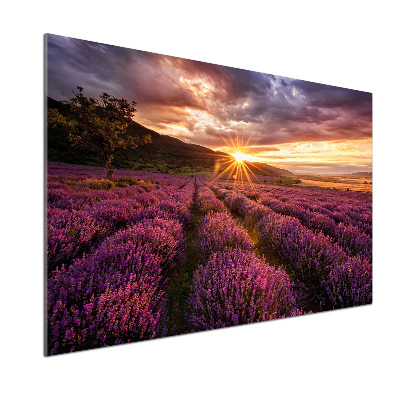 Dekorační panel sklo Pole levandule