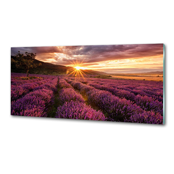Dekorační panel sklo Pole levandule