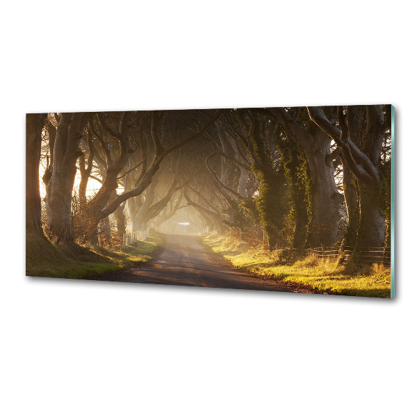 Dekorační panel sklo Mlha v lese