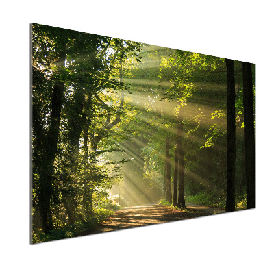 Dekorační panel sklo Les slunce
