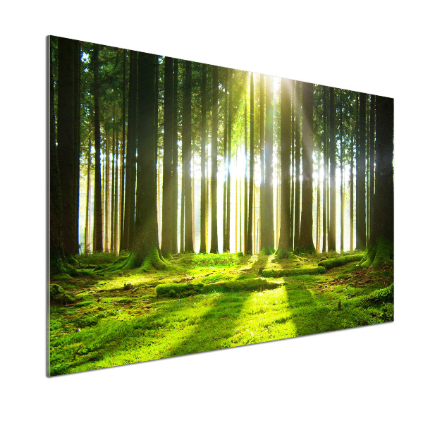 Dekorační panel sklo Les slunce