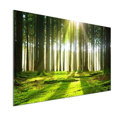 Dekorační panel sklo Les slunce