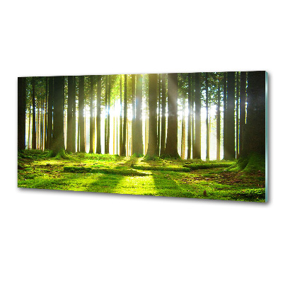 Dekorační panel sklo Les slunce