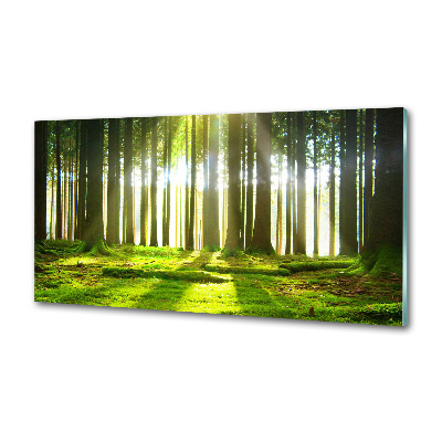 Dekorační panel sklo Les slunce
