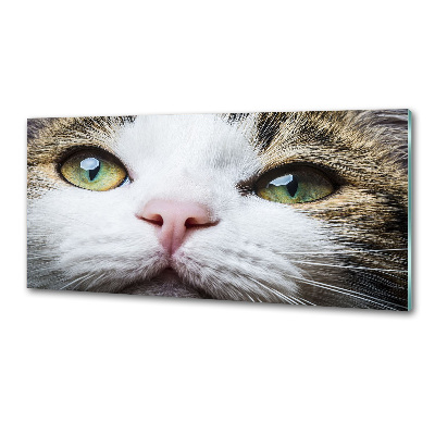 Panel do kuchyně Zelené kočičí oči