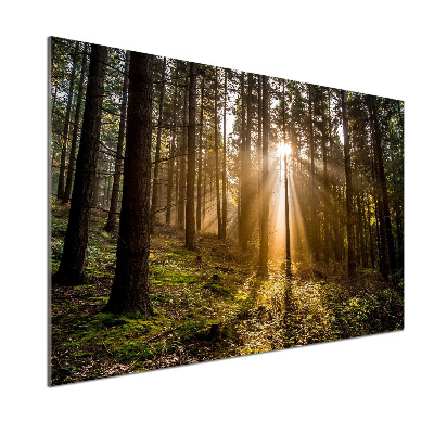 Panel do kuchyně Sluneční světlo