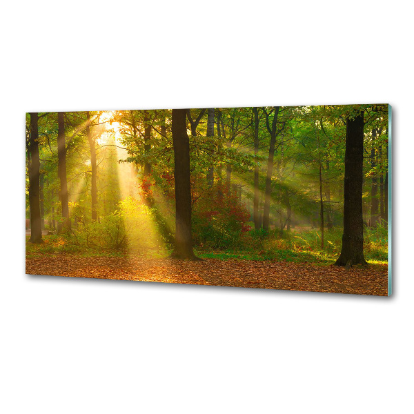 Dekorační panel sklo Les slunce