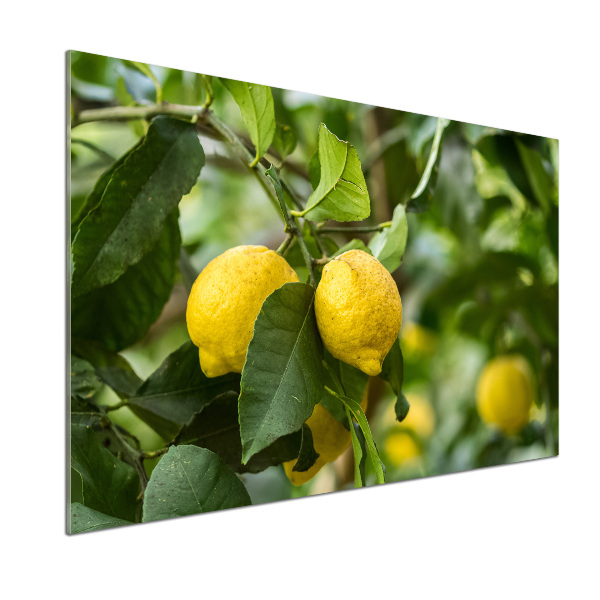 Panel do kuchyně Citrony na stromě