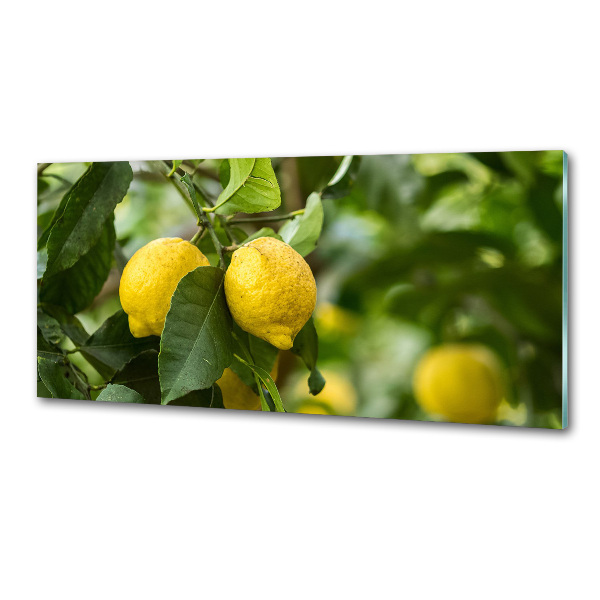 Panel do kuchyně Citrony na stromě