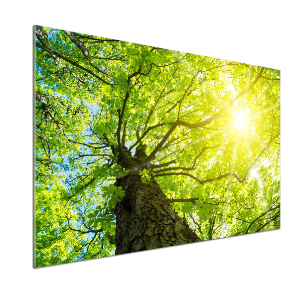 Panel do kuchyně Kaštan jaro