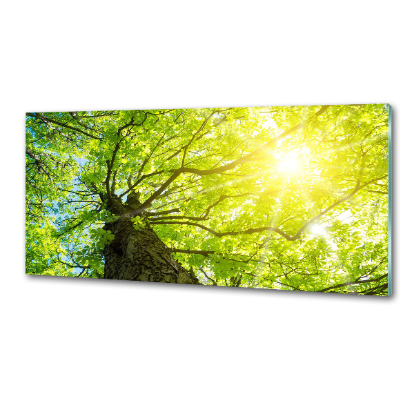 Panel do kuchyně Kaštan jaro