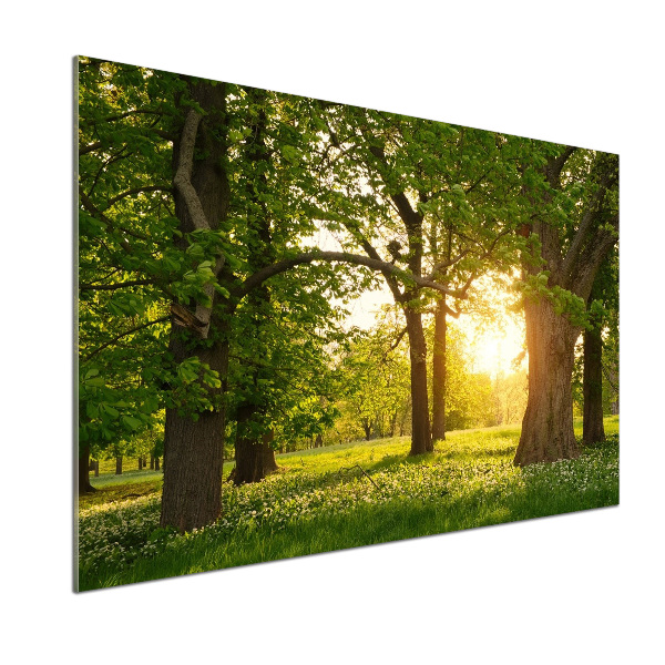 Panel do kuchyně Stromy v parku